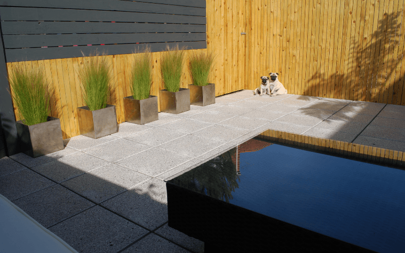 Contemporary low-maintenance garden with structured evergreen planting